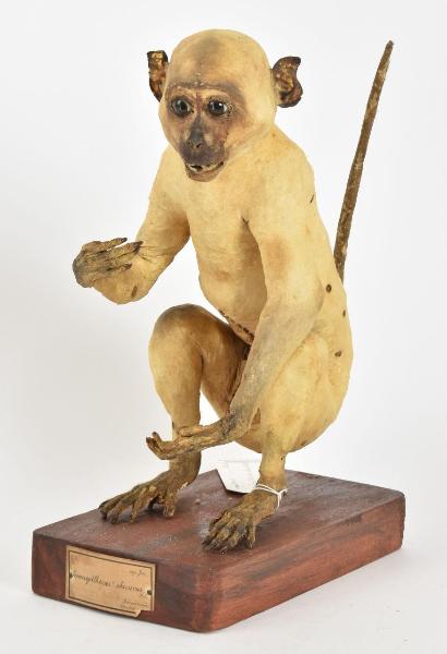 Trachypithecus obscurus