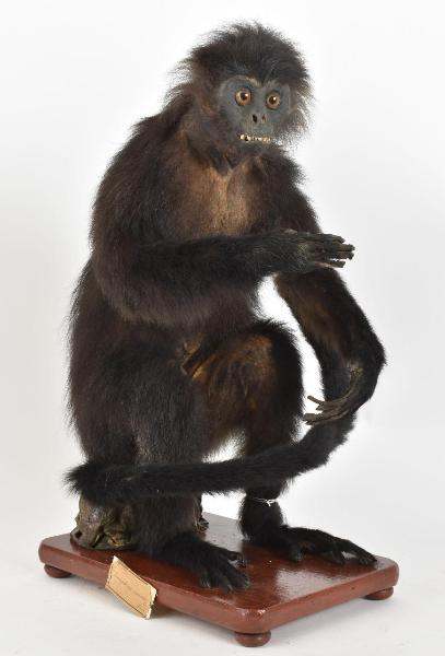 Trachypithecus auratus
