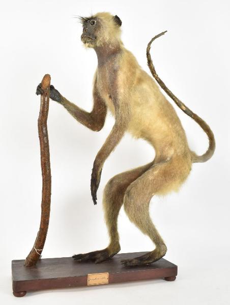 Semnopithecus entellus
