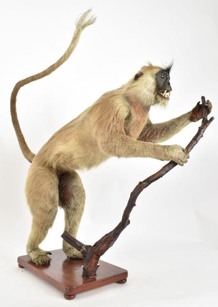 Semnopithecus entellus