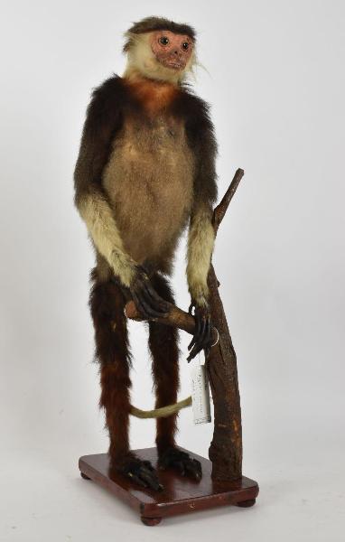 Pygathrix nemaeus