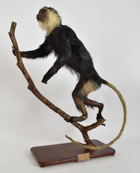 Colobus vellerosus