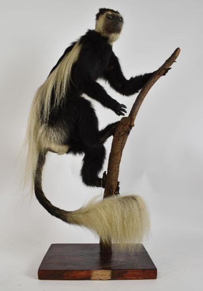 Colobus guereza