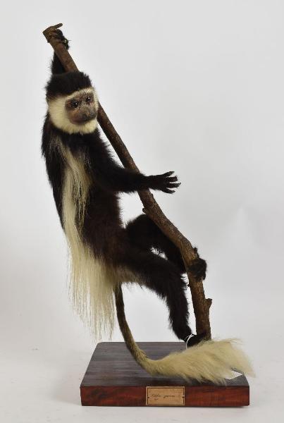 Colobus guereza