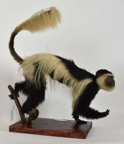 Colobus guereza