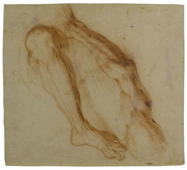Studio di una gamba e di un braccio