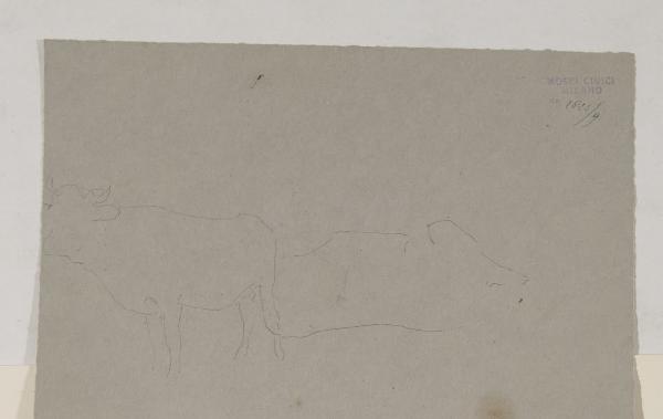 Schizzi di bovini