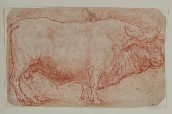 Studio di un toro