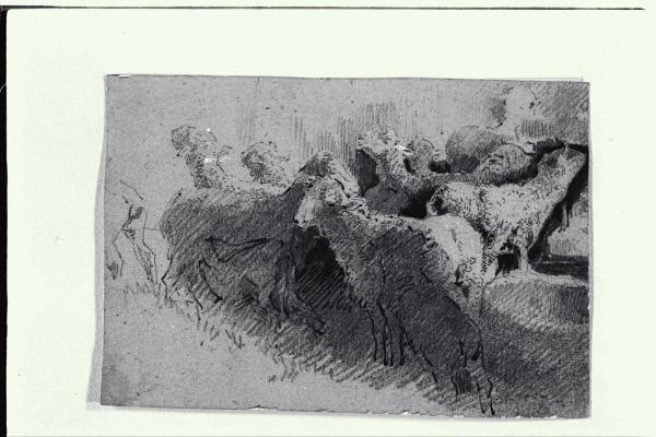 Gregge di pecore