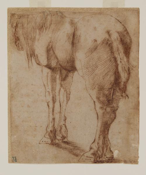 Cavallo