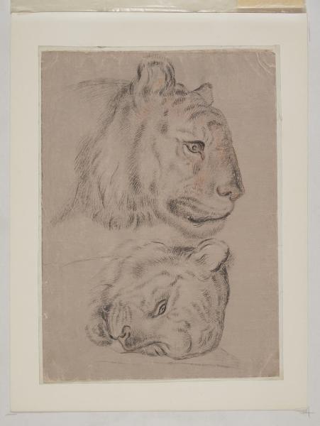 Due studi della testa di una tigre
