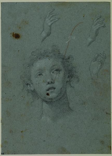 Testa di ragazzo e tre studi di mano sinistra