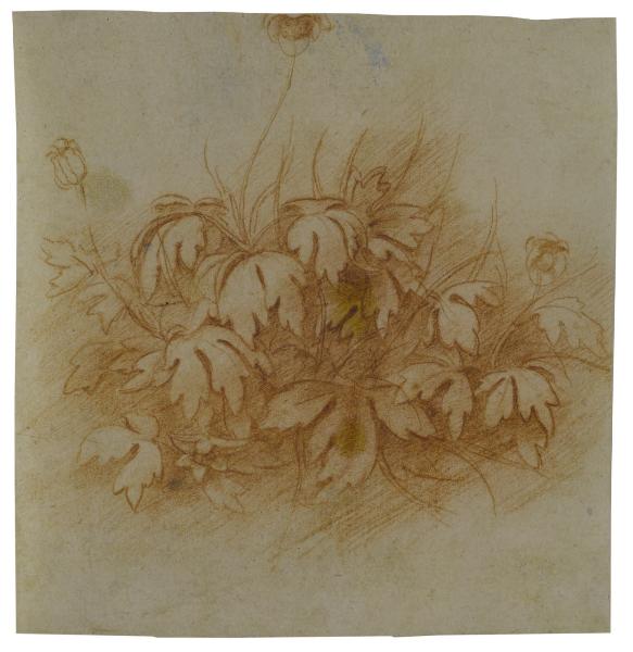 Anemone nemorosa