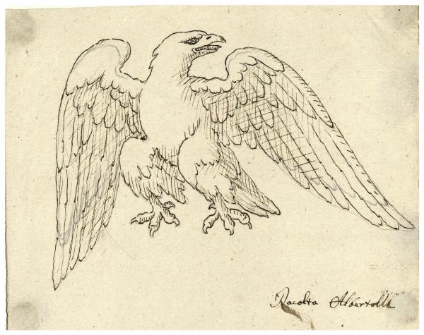 Aquila