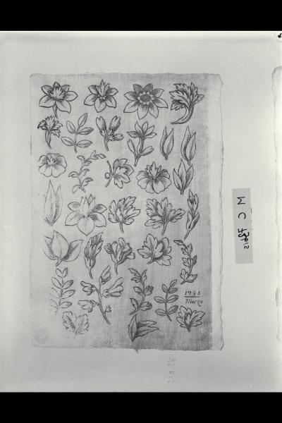 Studio di foglie e fiori