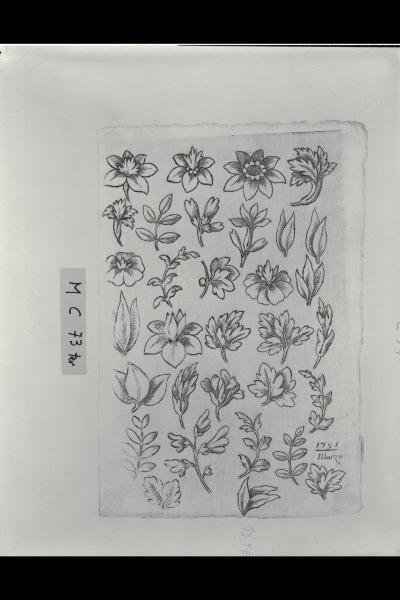 Studio di foglie e fiori