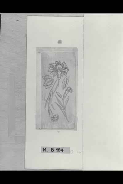 Studio di garofani