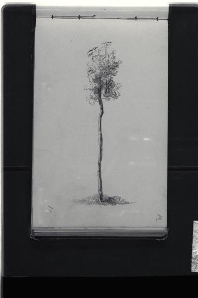 Alberello