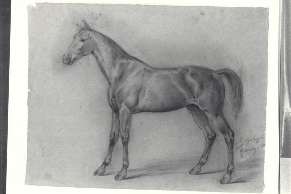 Cavallo visto di fianco