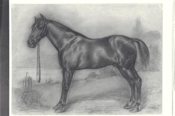 Cavallo visto di fianco