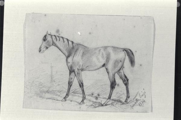 Cavallo visto di profilo