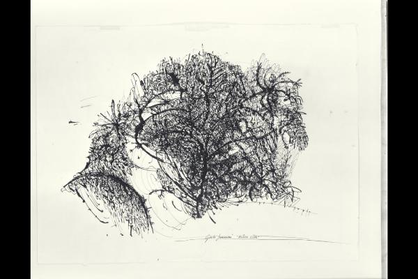 Natura viva