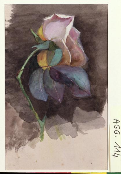 Rosa