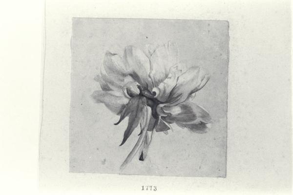 Fiore di dalia