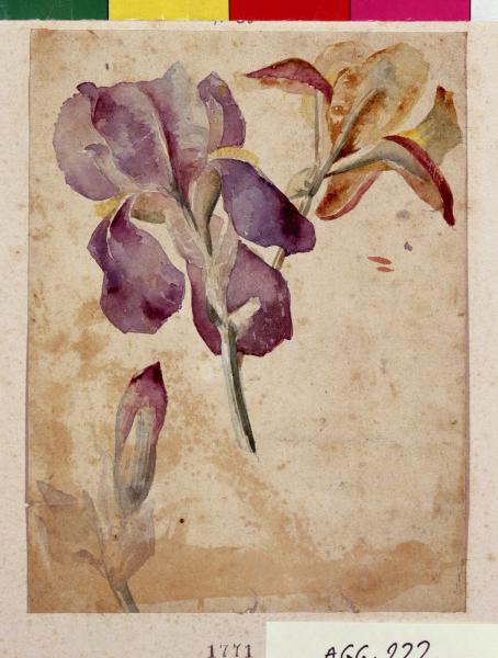 Studi di iris