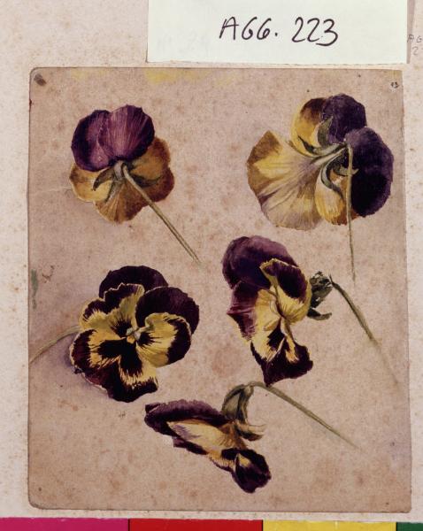 Studi di viole del pensiero