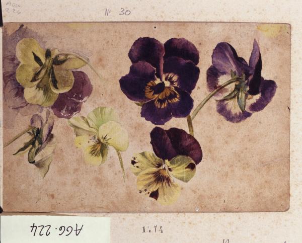 Studi di viole del pensiero