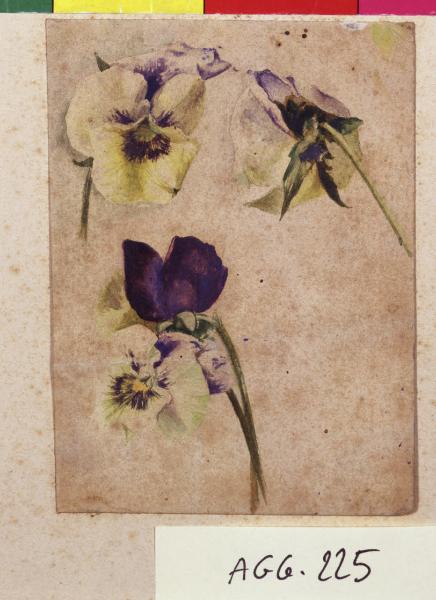 Studi di viole del pensiero