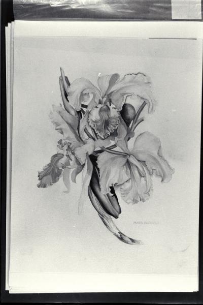 Orchidee