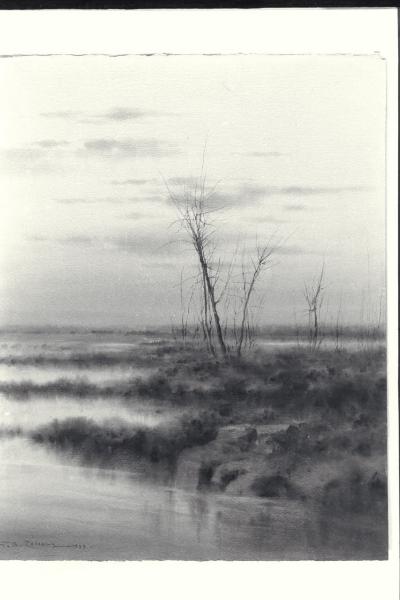 Studi di palude