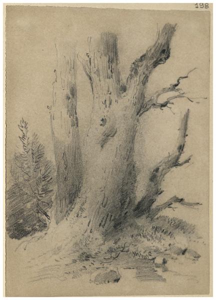 Albero