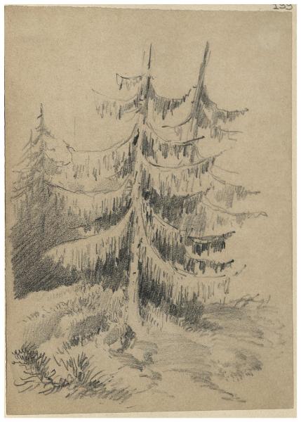 Alberi