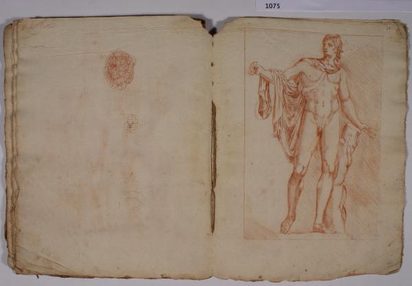 Apollo del Belvedere
