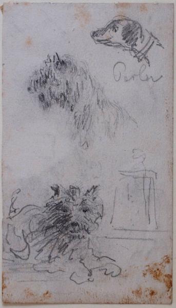 Schizzi di tre cani