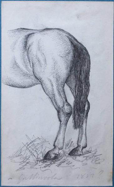 Parte posteriore di un cavallo