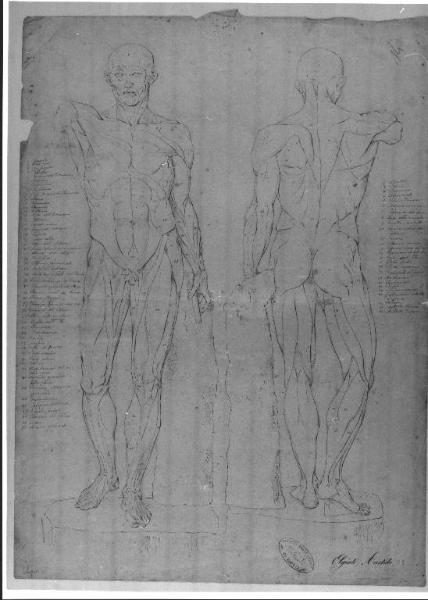 STUDIO ANATOMICO