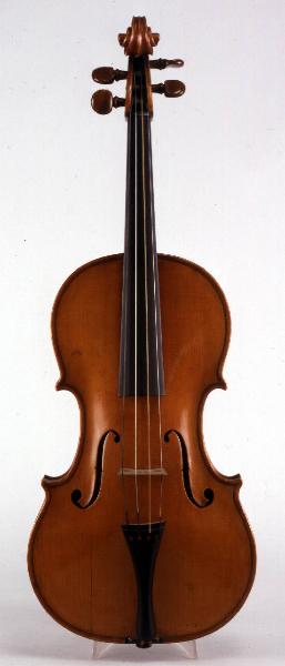 Viola