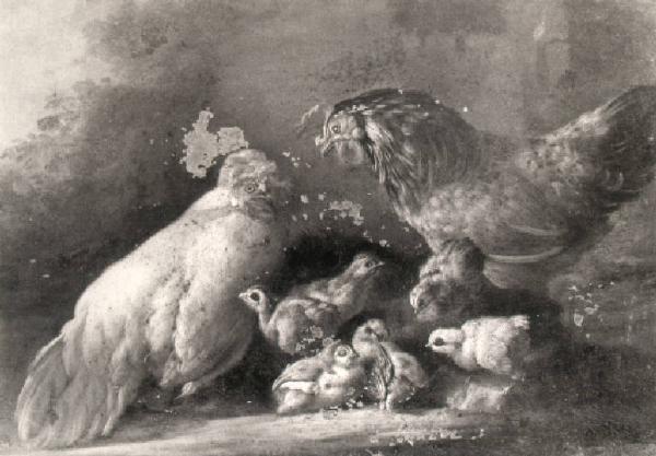 Gallo, gallina e pulcini