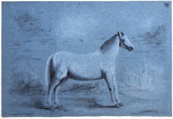 Cavallo bianco