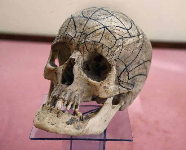 Cranio con i tracciati delle aree frenologiche