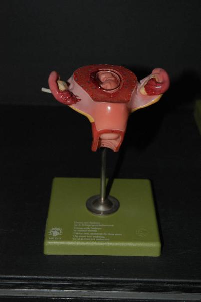 Modello anatomico di utero con embrione - medicina e biologia