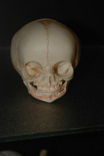 Modello anatomico di cranio - medicina e biologia