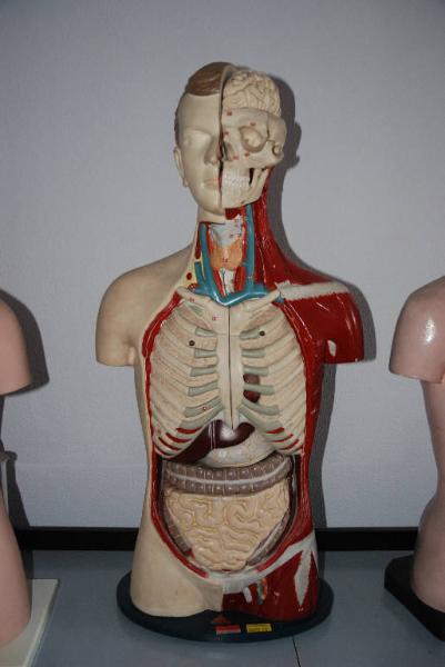 Modello anatomico - medicina e biologia