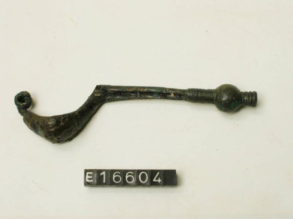 Fibula a sanguisuga