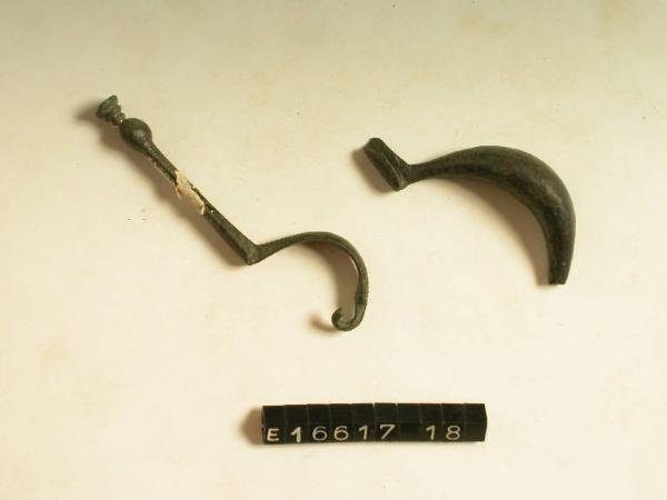 Fibula a sanguisuga