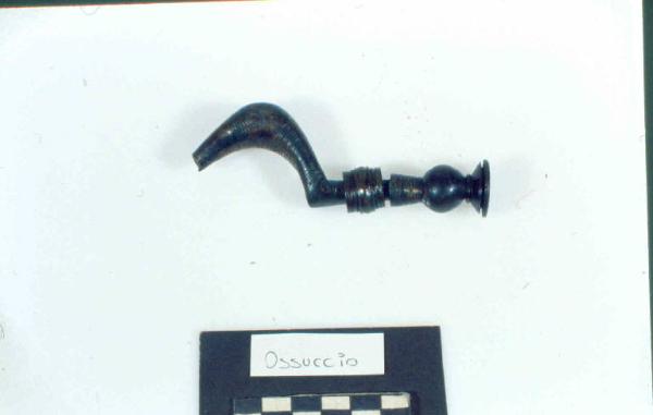 Fibula a sanguisuga